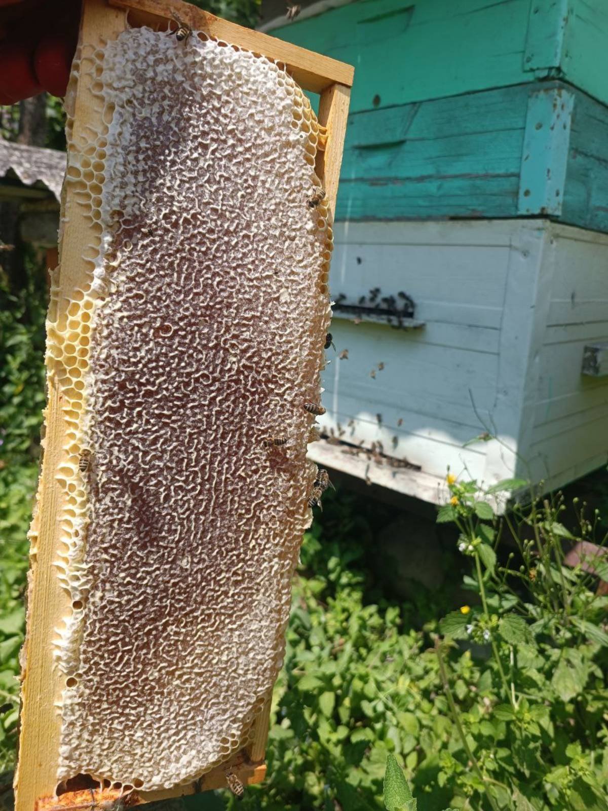 Натуральный мед 🍯